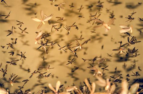What Do Termite Swarms Mean Flick Pest Control
