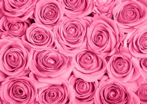 Pink Roses — Stock Photo © Jrpstudio 8123021