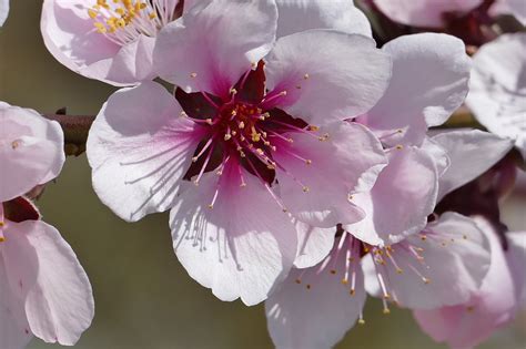 Wild Cherry Blossom Bloom Free Photo On Pixabay