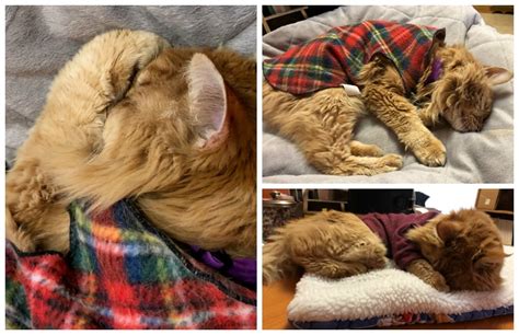 Cat Of The Month January 2019 Mufasa Rainier Veterinary Hospital In