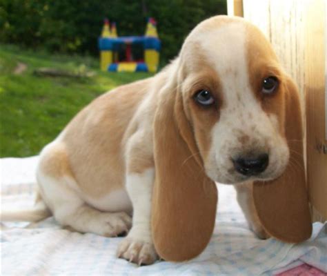Browse thru thousands of basset hound dogs for adoption near in usa area, listed by dog rescue organizations and individuals, to find your match. Appalachian Basset Hounds Previous Puppies