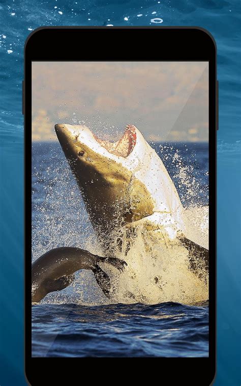 hiu emas apk