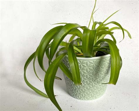 Common Spider Plant Varieties With Pictures My Little Jungle