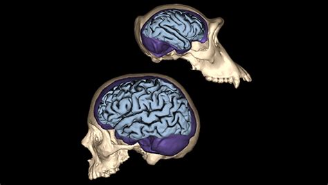 Brain Evolution Searching For What Makes Us Human