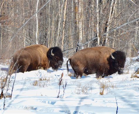 Wildlife Status For Wood Bison Righting A Historical Wrong Cpaws
