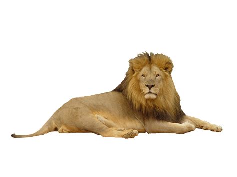 Lion Png Transparent Image Download Size 1600x1200px