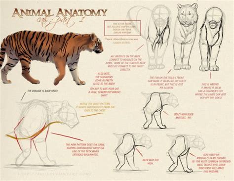 Cat Anatomy Animal Anatomy Anatomy Drawing Cat Drawing Drawing