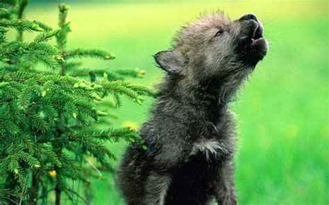 We did not find results for: Die 69+ Besten Wolf Wallpapers