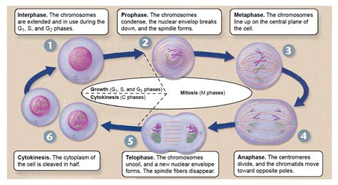 Animal Cell Mitosis Pictures Phases Of Mitosis Mitosis Biology Images