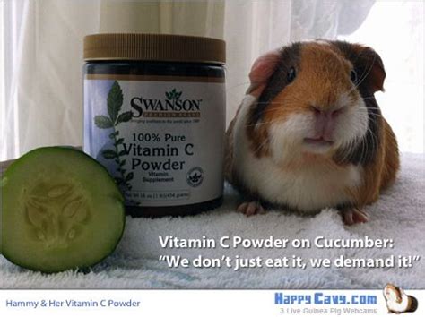 Vitamin c is essential for the healthy growth of our guinea pigs. Pin on Pets