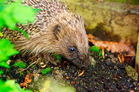 Hedgehog Food What Can And Cant They Eat Hedgehog Registry