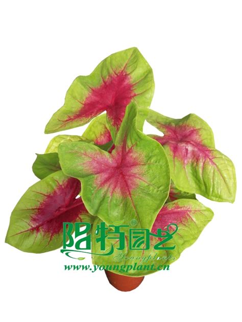 Lush caladium plants are a popular choice for shade gardens. YoungPlant