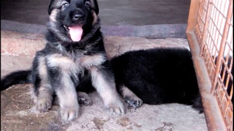 We specialize in purebred akc german shepherd puppies! Free German Shepherd Puppies available for adoption male ...