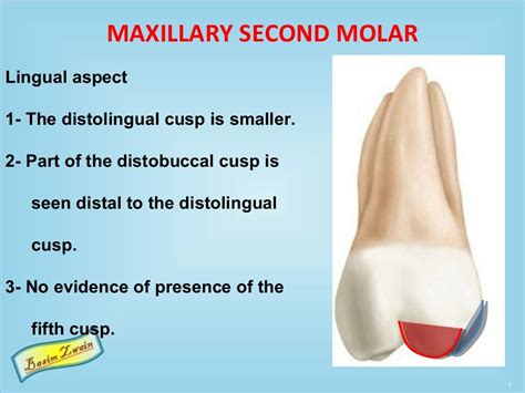 Permanent Maxillary Molars