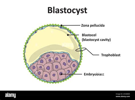 Blastocyst Structure Early Embryological Development Unlabeled Stock