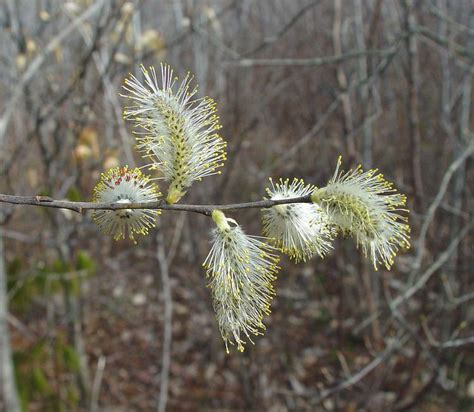 Salix Discolor Alchetron The Free Social Encyclopedia