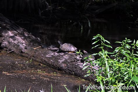 Visiting The Atchafalaya Swamp