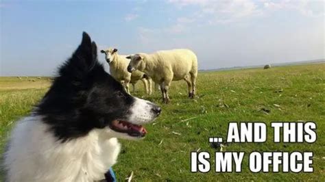 21 Border Collie Memes Guaranteed To Make You Laugh The Paws