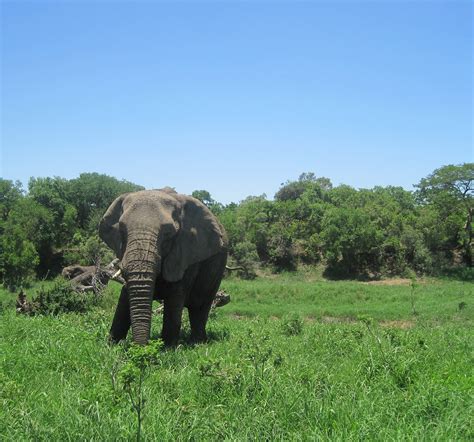 Elephant Thula Thula Game Reserve Free Stock Photo Public Domain