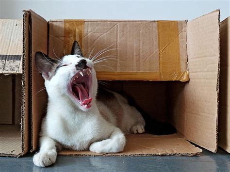 Why Do Cats Love Boxes So Much Cat Love Cats Animal Humour