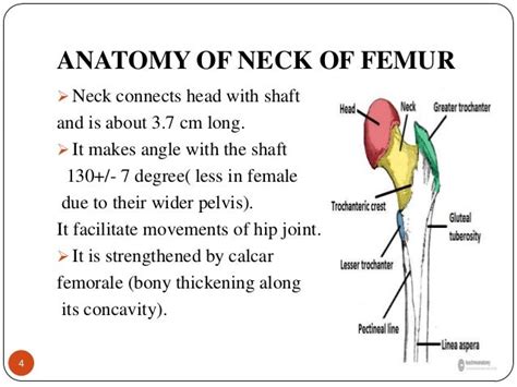 Anatomy Neck Of Femur