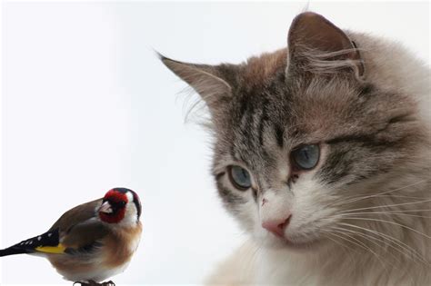 Katze Und Vogel Gemeinsam Halten So Funktionierts