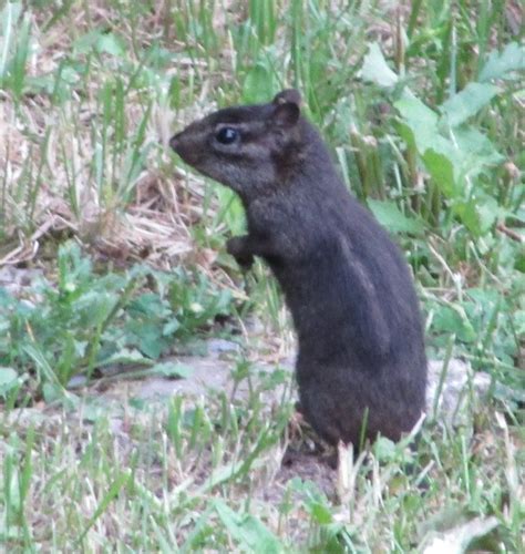 Black Chipmunks They Do Exist A Tremendous Home