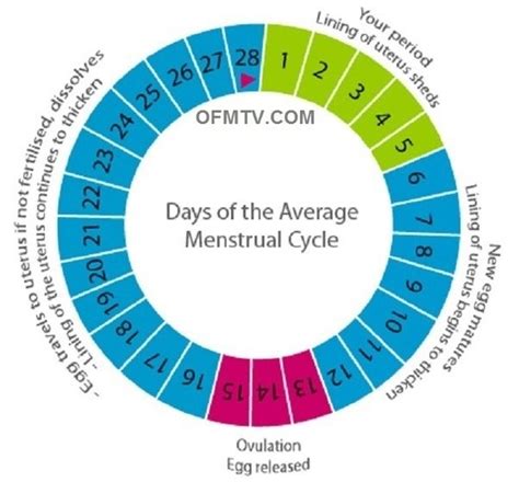 how many days after your period do you ovulate