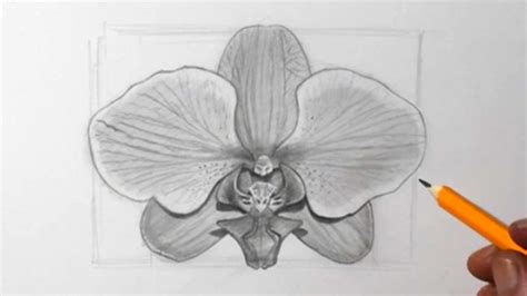 How To Draw Flowers Orchid Pencil Drawing Youtube