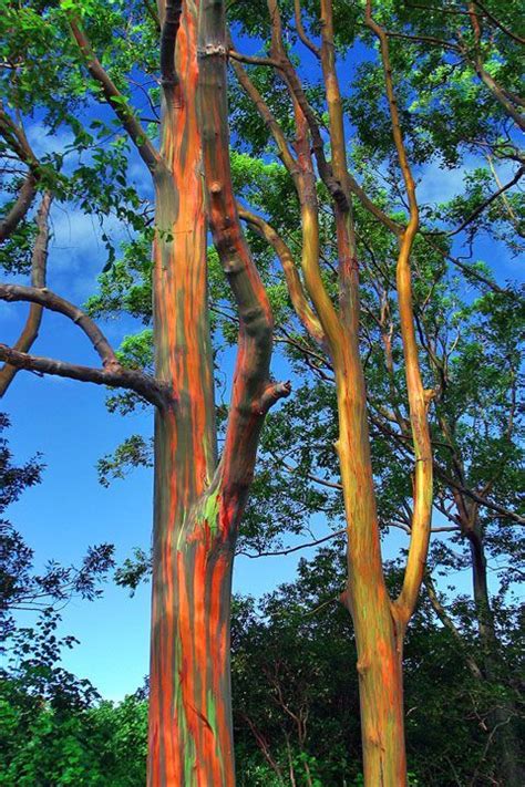Rainbow Eucalyptus Ha‘ikū Hawaii Rainbow Eucalyptus