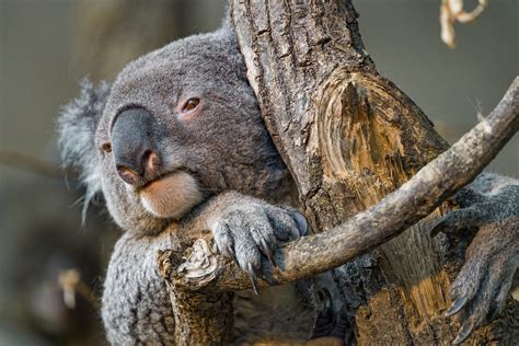 Tired Koala A Koala Posing On A Tree Looking Tired Tambako The