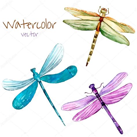 Watercolor Dragonfly Set — Stock Vector © Formalnova 97447052