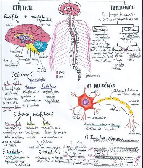 Embriologia Do Sistema Nervoso Mapa Mental Neuroanatomia Embriologia