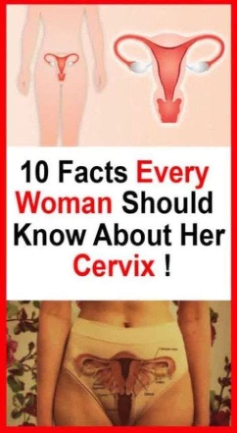 Facts Every Woman Should Know About Her Cervix Cervix Good To