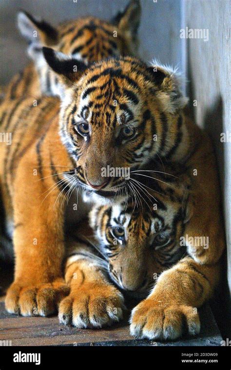 Three South China Tiger Cubs Cuddle At The Shanghai Zoo June 15 2004