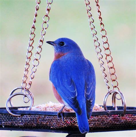 Male Eastern Bluebird - Birds and Blooms