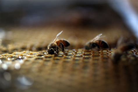 Thousands Of Bees Occupy Wreak Havoc In Omaha Couple S Attic Omaha Ne Patch