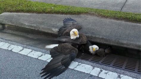 bald eagles get stuck in a storm drain perfectly encapsulate country s mood gq