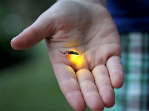 Lightning Bug In Hand Can Provide A Special Illumination For Night