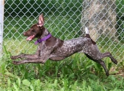 german shorthaired pointer dog breed information  pictures