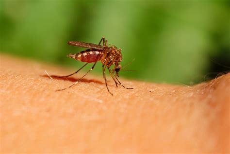 Zika Virus What It Means For Women Womens Health