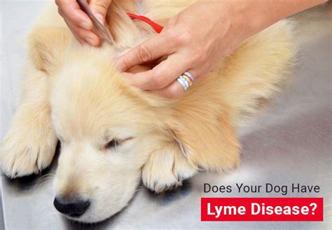 Everything Need To Know About Lyme Disease In Dogs Petcaresupplies