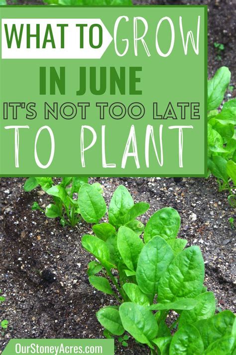 What To Grow In June Its Not Too Late To Plant