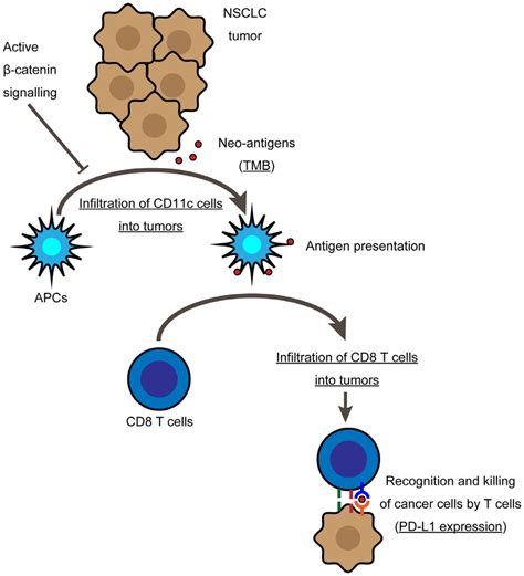 Immune evasion model of β catenin active NSCLC The infiltration of