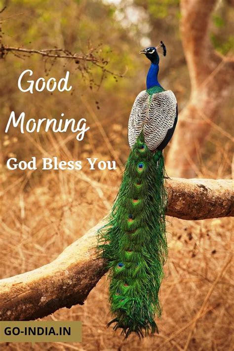 100 Beautiful Good Morning Peacock Images Latest Update
