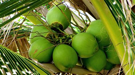 Coconut The Super Fruit And Its Many Benefits Goqii