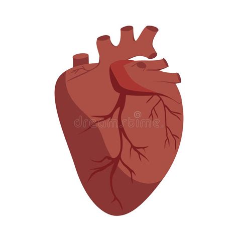 Anatomical Heart Vector Flat Graphic Illustration Human Body Organ