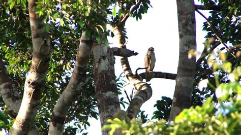 Micrastur Mirandollei Tanatau Slaty Backed Forest Falcon Youtube