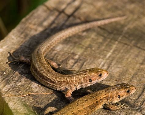 Common Lizards Flickr Photo Sharing
