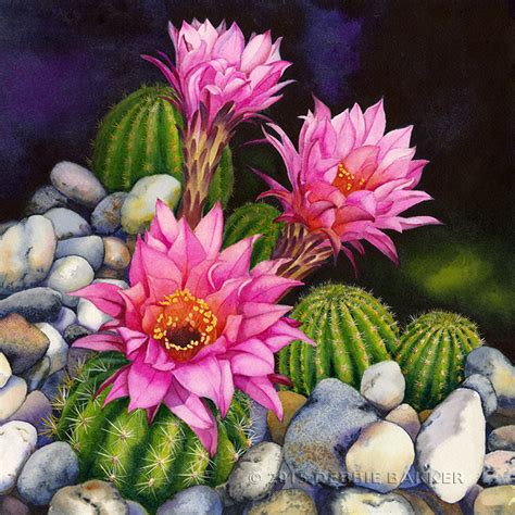 Fine Art Debbie Bakker Art And Illustration Cactus Flower Painting
